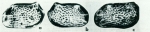 Caribbean Ostracoda