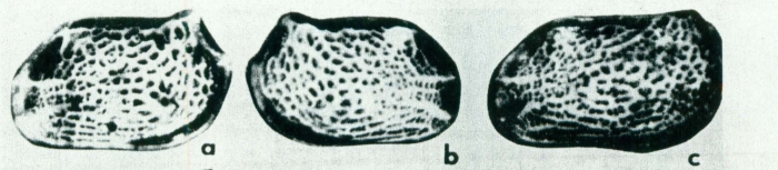 Loxoconcha oculocrista Teeter, 1975 from the original description