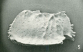 Holotype of Bradleya nuda Benson, 1972