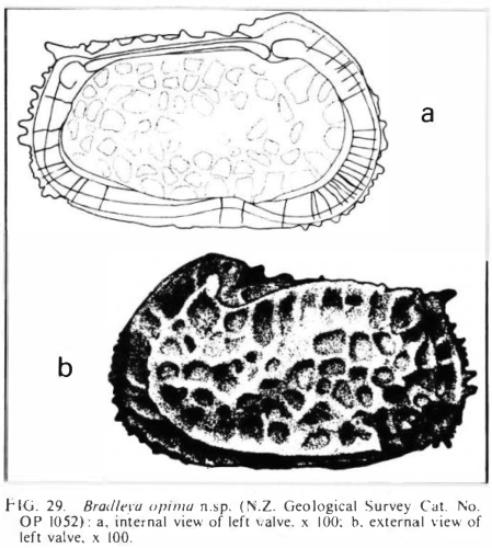  Lectotype of Bradleya opima Swanson, 1979 (Ilustration from the original description)