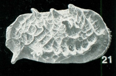 Holotype of Bradleya ossa Whatley, Downing, Kesler & Harlow, 1984 (Ilustration from the original description)