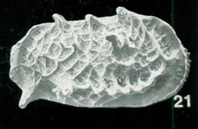 Holotype of Bradleya ossa Whatley, Downing, Kesler & Harlow, 1984 (Ilustration from the original description) Holotype of Bradleya ossa Whatley, Downing, Kesler & Harlow, 1984 (Ilustration from the original description)