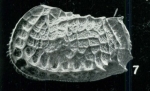 Bradleya pelasgica Whatley, Downing, Kesler & Harlow, 1984: Holotype from the original description