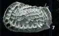 Holotype of Bradleya pelasgica Whatley, Downing, Kesler & Harlow, 1984 (Ilustration from the original description)