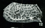 Bradleya pseudodictyon Whatley, Downing, Kesler & Harlow, 1984: Holotype (Ilustration from the original description)