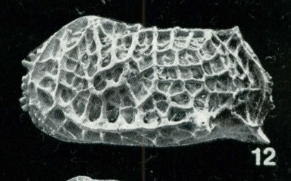 Holotype of Bradleya pseudodictyon Whatley, Downing, Kesler & Harlow, 1984 (Ilustration from the original description)