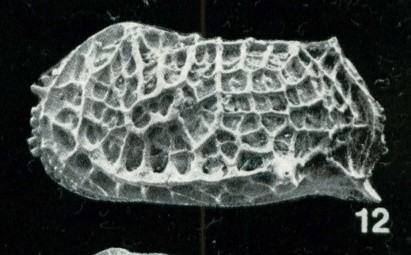 Holotype of Bradleya pseudodictyon Whatley, Downing, Kesler & Harlow, 1984 (Ilustration from the original description) Holotype of Bradleya pseudodictyon Whatley, Downing, Kesler & Harlow, 1984 (Ilustration from the original description)