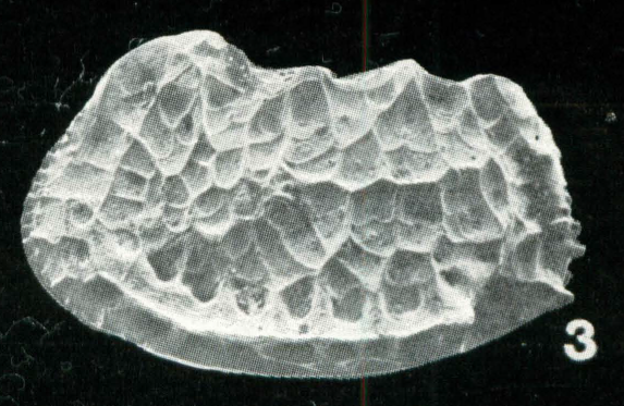 Bradleya pygmaea Whatley, Downing, Kesler &amp; Harlow, 1984: Holotype (Ilustration from the original description)