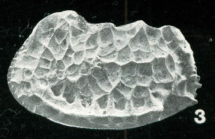 Bradleya pygmaea Whatley, Downing, Kesler & Harlow, 1984: Holotype (Ilustration from the original description)
