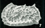 Bradleya queenslandia Whatley, Downing, Kesler & Harlow, 1984: Holotype (Ilustration from the original description)
