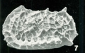 Holotype of Bradleya queenslandia Whatley, Downing, Kesler & Harlow, 1984 (Ilustration from the original description)
