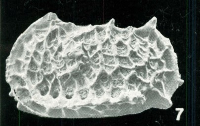 Holotype of Bradleya queenslandia Whatley, Downing, Kesler & Harlow, 1984 (Ilustration from the original description) Holotype of Bradleya queenslandia Whatley, Downing, Kesler & Harlow, 1984 (Ilustration from the original description)