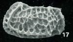 Bradleya solida Whatley, Downing, Kesler & Harlow, 1984: Holotype (Digital photo from the original description)