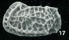 Bradleya solida Whatley, Downing, Kesler & Harlow, 1984: Holotype (Digital photo from the original description)