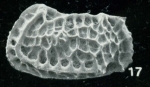 Holotype of Bradleya solida Whatley, Downing, Kesler & Harlow, 1984 (Ilustration from the original description)