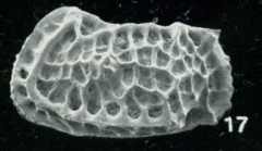 Holotype of Bradleya solida Whatley, Downing, Kesler & Harlow, 1984 (Ilustration from the original description)