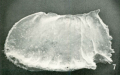 Holotype of Bradleya paranuda Benson, 1972 (Ilustration from the original description)
