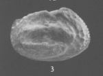 Holotype of Bradleya patagonica Bertels, 1975 (Ilustration from the original description)