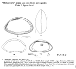 Abyssocypris pykna Bold, 1960 from the original description