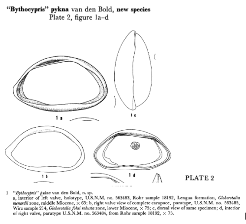Abyssocypris pykna Bold, 1960 from the original description