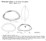 Caribbean Ostracoda