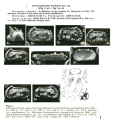 Actinocythereis harbansi Keyser, 1982 from the original description