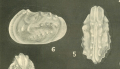 Actinocythereis subquadrata Puri, 1960 from the original description
