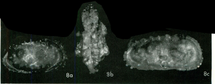 Actinocythereis tescaBold, 1972 from the original description