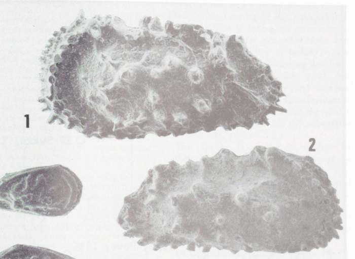 Actinocythereis vandenboldi Kontrovitz, 1976 from the original description