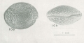 Actinoseta chelisparsaKornicker, 1958 from the original description