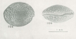 Caribbean Ostracoda
