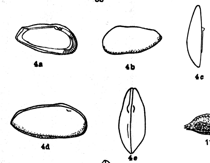 Acuticythereis elongata Bold, 1946 from the original description