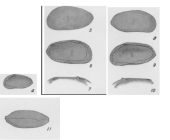 Acuticythereis laevissima Edwards, 1944  from the original description