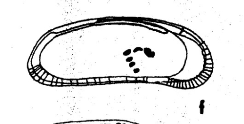 Aglaiocypris croneisi Teeter, 1975  from the original description
