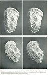 Caribbean Ostracoda