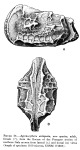 Caribbean Ostracoda