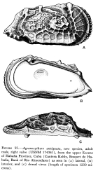 Agrenocythere antiquata Benson, 1972  from the original description