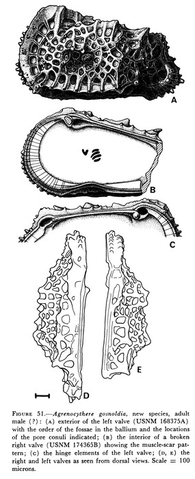 Agrenocythere gosnoldia Benson, 1972   from the original description