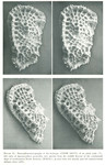Caribbean Ostracoda