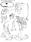  Darwinula furcabdominis Keyser, 1975 from the original description