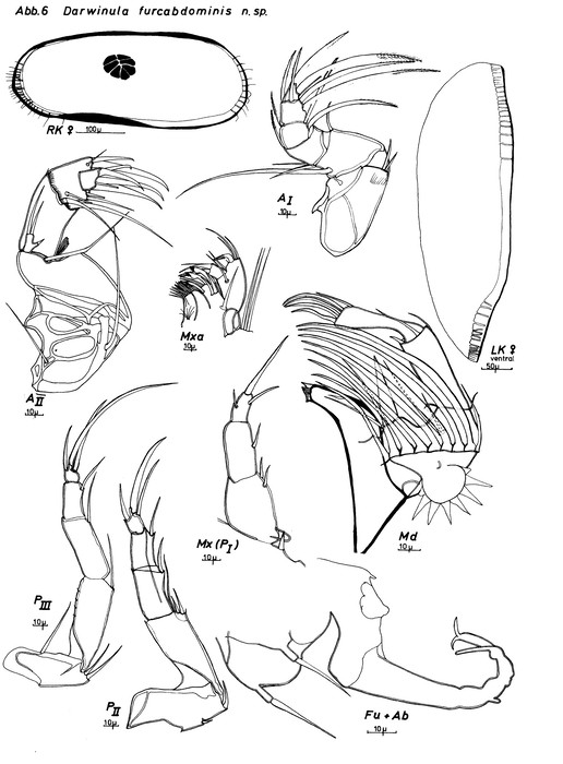  Darwinula furcabdominis Keyser, 1975 from the original description