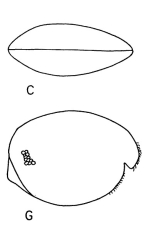 Alternochelata polychelata Kornicker, 1958   from the original description