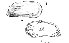 Ambocythere elongata Bold, 1957 from the original description