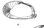 Caribbean Ostracoda