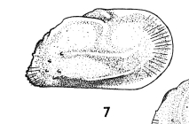 Ambocythere hyalina Bold, 1957 from the original description