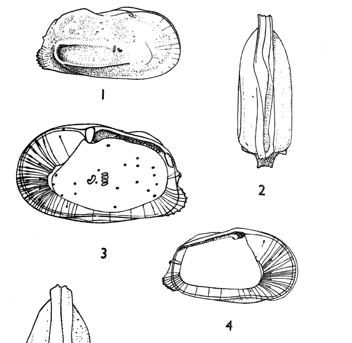 Ambocythere keiji Bold, 1957 from the original description