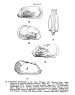 Ambocythere subreticulata Bold, 1957 from the original description