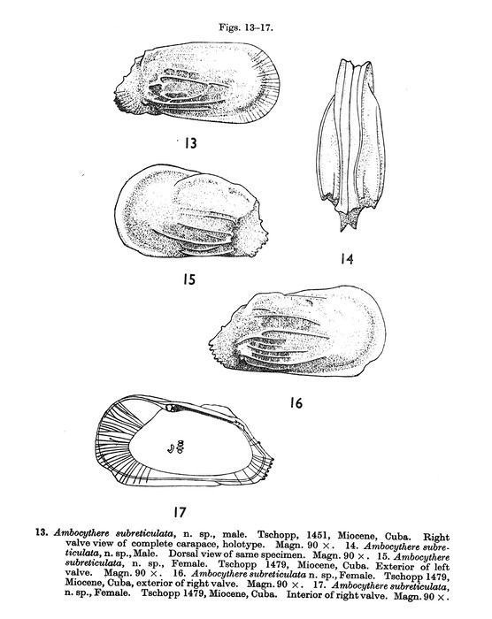 Ambocythere subreticulata Bold, 1957 from the original description