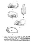 Caribbean Ostracoda