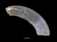 Caecum bucerium